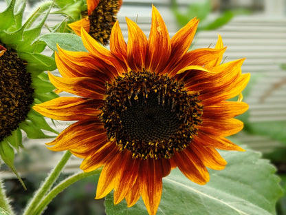 25 INDIAN BLANKET SUNFLOWER Helianthus Annuus Mixed Colors Flower Seeds