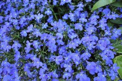 200 CAMBRIDGE BLUE LOBELIA Regatta Erinus Trailing Flower Seeds