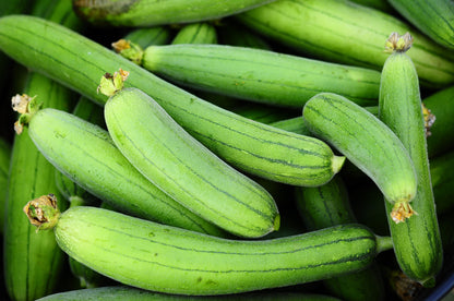 25 LUFFA SPONGE GOURD (Vegetable Sponge / Smooth Luffa / Sponge Loofa / Climbing Okra / Dishrag Gourd) Luffa Cylindrica Vine Seeds