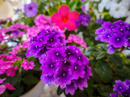 200 Pink & Purple MOSS VERBENA Verbena Tenuisecta Fragrant Hummingbird Flower Seeds