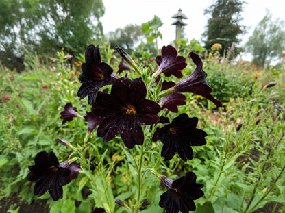 25 Chilean BLACK PAINTED TONGUE Salpiglossis Sinuata Paisley Flower Seeds
