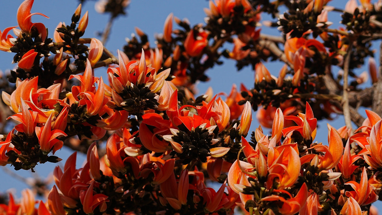 5 FLAME OF THE FOREST Tree Butea Monosperma Palash Orange Red Flower Seeds
