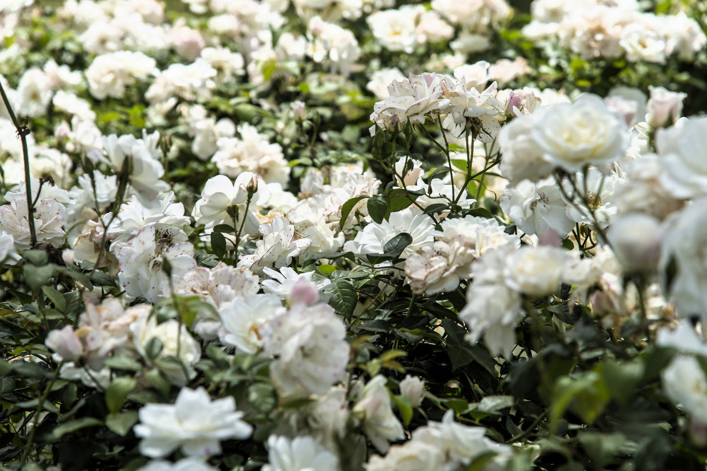 5 WHITE ROSE Rosa Bush Shrub Perennial Flower Seeds