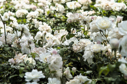 5 WHITE ROSE Rosa Bush Shrub Perennial Flower Seeds