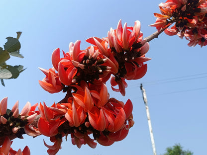 5 FLAME OF THE FOREST Tree Butea Monosperma Palash Orange Red Flower Seeds