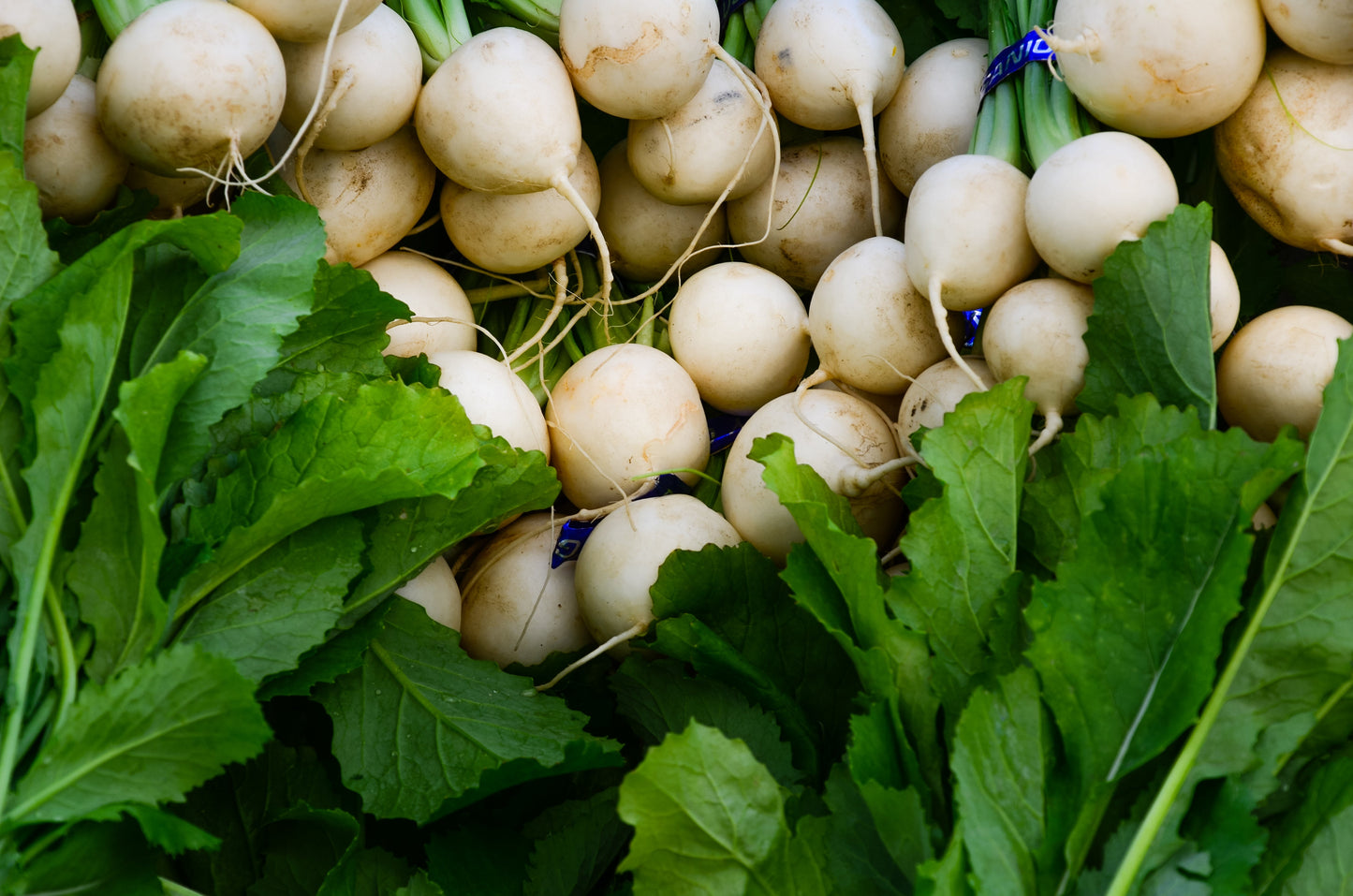500 Hailstone WHITE GLOBE RADISH Raphanus Sativus Vegetable Seeds