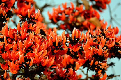 5 FLAME OF THE FOREST Tree Butea Monosperma Palash Orange Red Flower Seeds