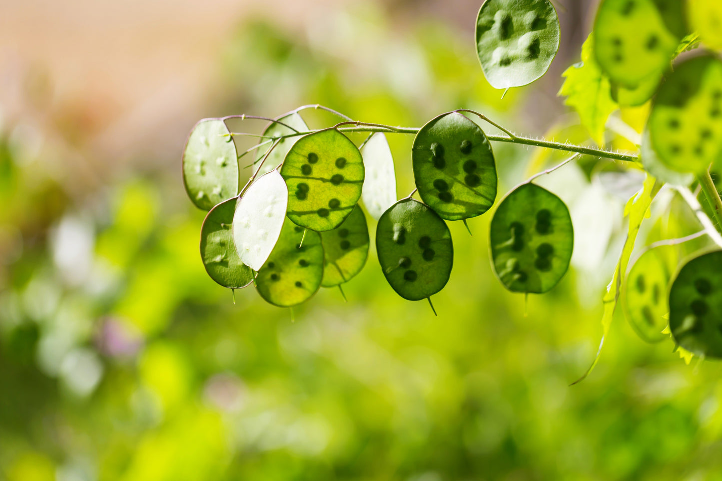 100 LUNARIA Biennis ( MONEY PLANT / Silver Dollar / Honesty / Moonwort / L Annua ) Flower Seeds