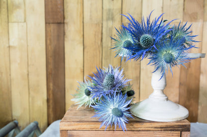 25 BLUE Star SEA HOLLY Eryngium Alpinum Flower Seeds