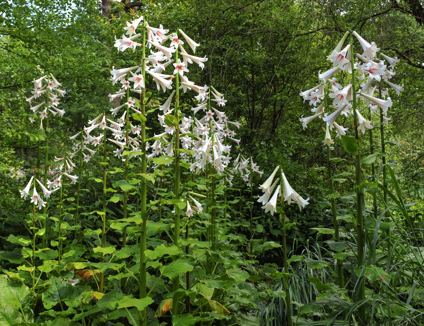 10 Seeds GIANT HIMALAYAN LILY Cardiocrinum Giganteum White & Red Shade Flower