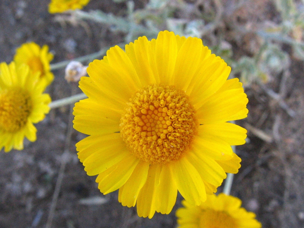 500 Yellow DESERT MARIGOLD Baileya Multiradiata Showy Drought Paper Daisy Flower Herb Seeds