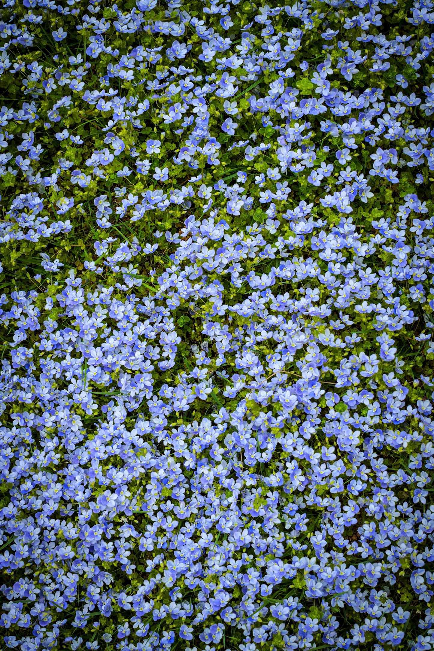 25 CREEPING BLUE SPEEDWELL Veronica Repens Groundcover Flower Seeds