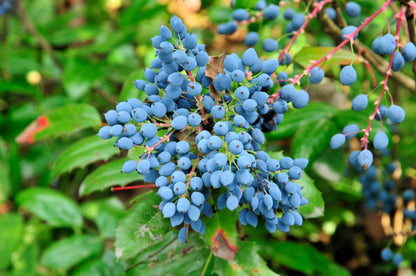 20 OREGON GRAPE Holly Fruit Vine Hollyleaved Barberry Mahonia Aquifolium Seeds