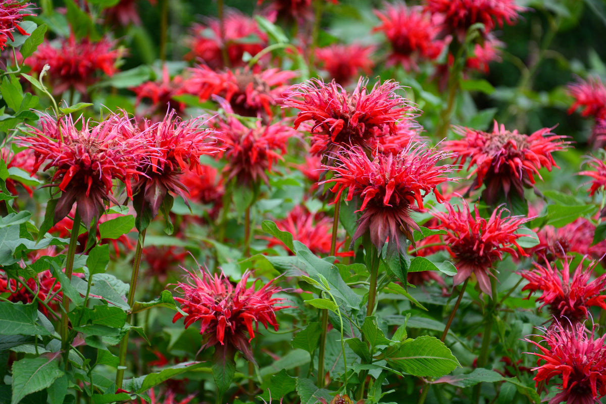 10 Panorama RED BEE BALM Monarda Didyma Oswego Tea Herb Flower Seeds
