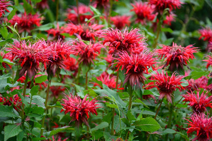 10 Panorama RED BEE BALM Monarda Didyma Oswego Tea Herb Flower Seeds