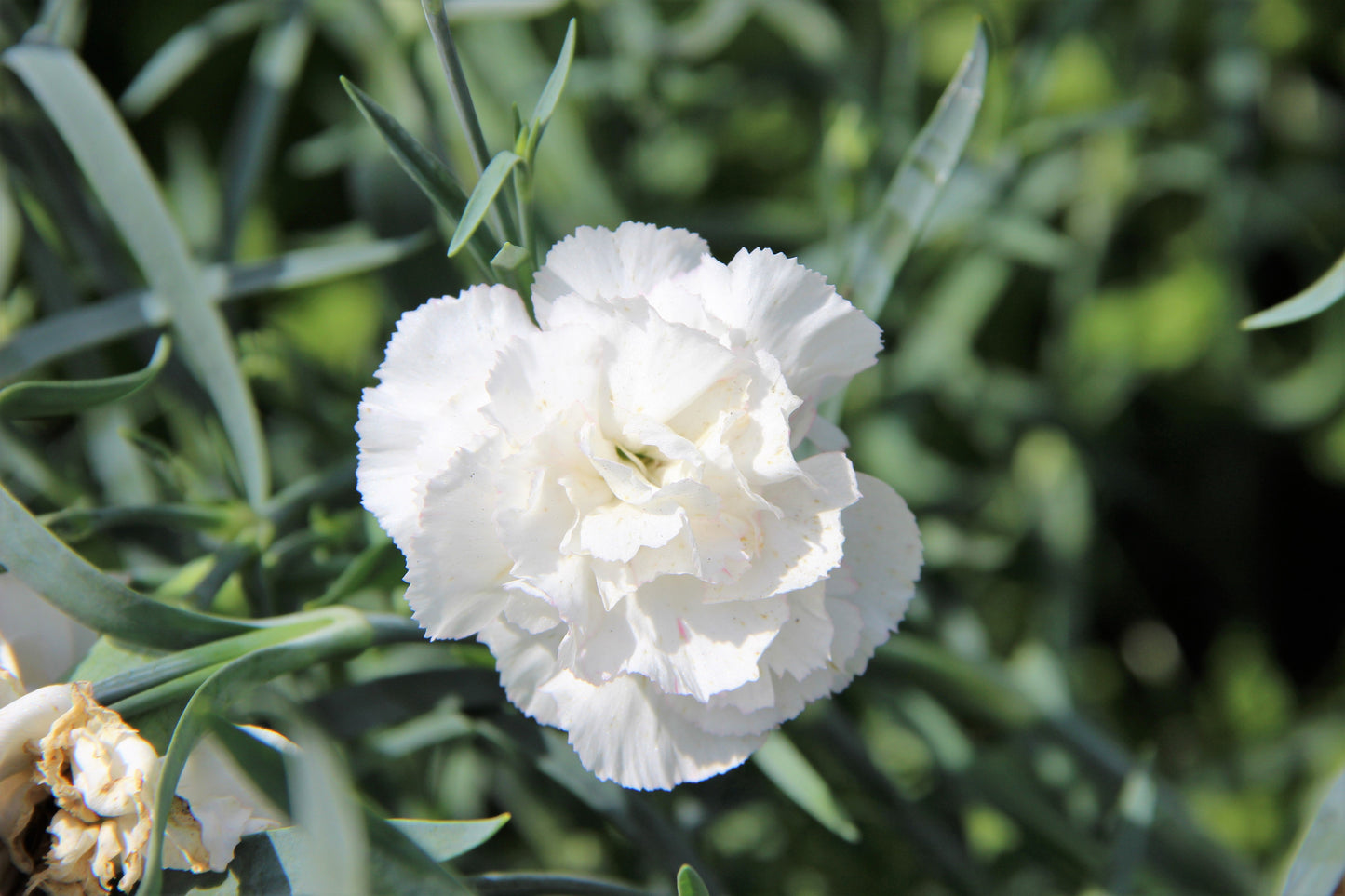 50 WHITE CARNATION Dianthus Caryophyllus Grenadin Flower Seeds