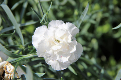 50 WHITE CARNATION Dianthus Caryophyllus Grenadin Flower Seeds