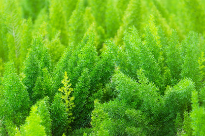 10 EMERALD ASPARAGUS FERN A. Densiflorus Mazeppa Houseplant Flower Seeds
