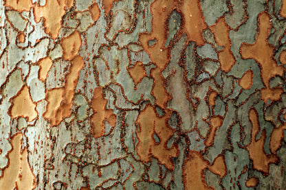 50 CHINESE ELM TREE (Lacebark) Ulmus Parvifolia Seeds