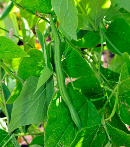 50 ROMA Italian GREEN BEAN Phaseolus Vulgaris Vegetable Seeds