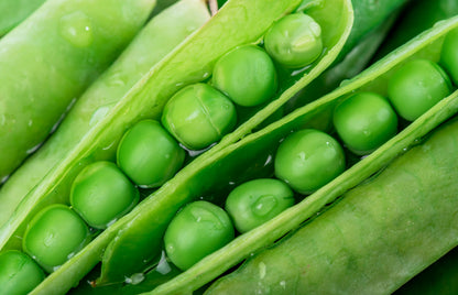 50 GREEN ARROW PEA Heirloom Shelling English Pisum Sativum Vegetable Seeds