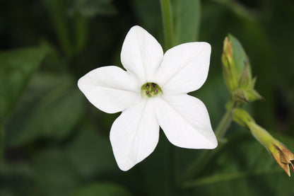 100 Organic WHITE NICOTIANA Flowering TOBACCO Nicotiana Alata Seeds