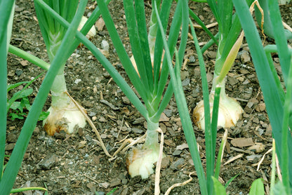 400 Texas EARLY GRANO ONION Large Sweet Yellow Allium Cepa Vegetable Seeds