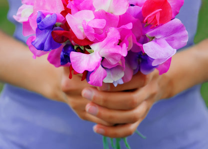 60 Mixed Colors SWEET PEA ROYAL Family Mix Lathyrus Odoratus Flower Vine Seeds