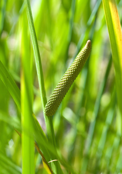250 SWEET FLAG GRASS Wetland Pond Acorus Calamus Ornamental Seeds