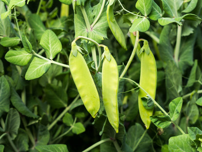 50 Oregon SUGAR POD II Pea Pisum Sativum Macrocarpon Vegetable Seeds