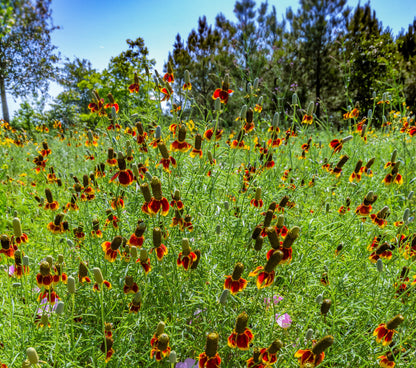 500 MEXICAN HAT Ratibida Columnaris Columnifera Red & Yellow Native Flower Seeds