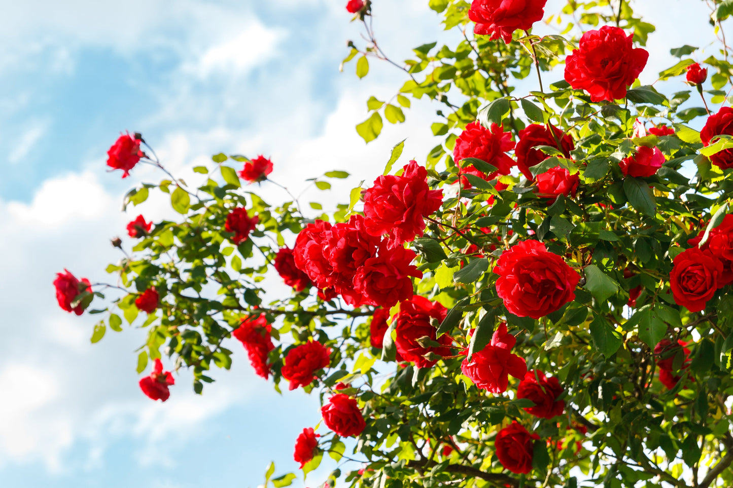 5 RED CLIMBING ROSE Rosa Bush Vine Climber Fragrant Butterfly Flower Seeds