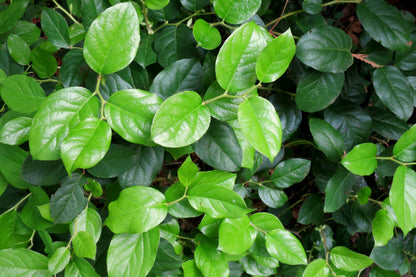 40 SALAL BERRY Gaultheria Shallon Pink White Flowers Blue Fruit Shrub Seeds