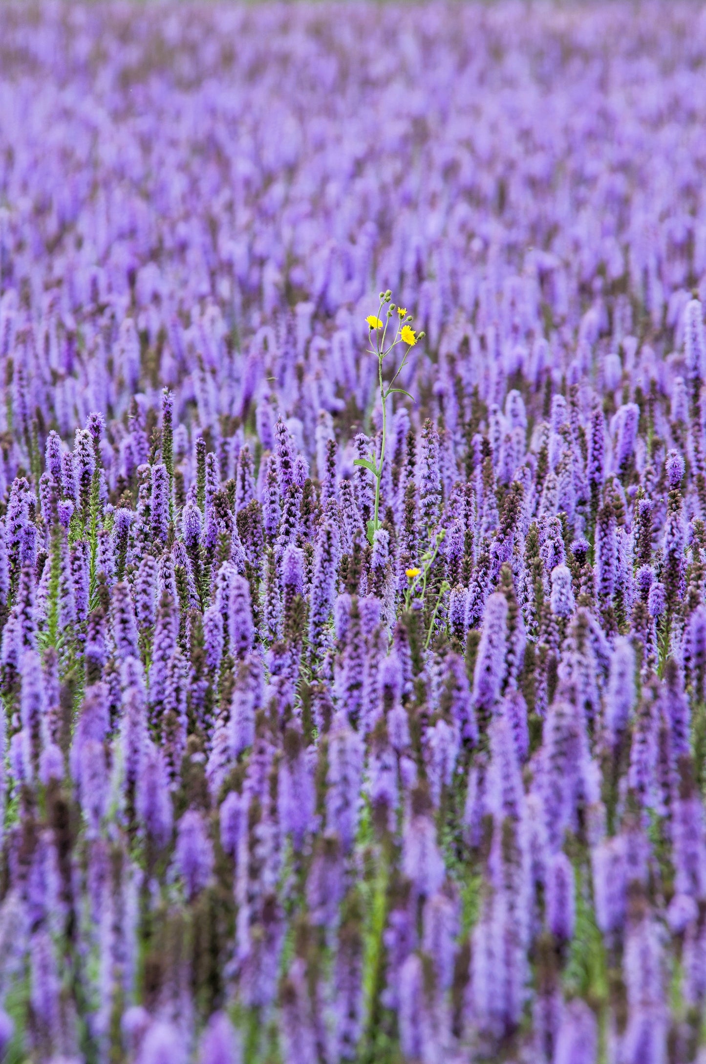 100 ORGANIC Superior LICORICE MINT Agastache Rugosa Korean Tea Herb Purple Flower Seeds