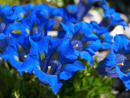 15 Blue STEMLESS GENTIAN Gentiana Acaulis Kochiana Flower Seeds