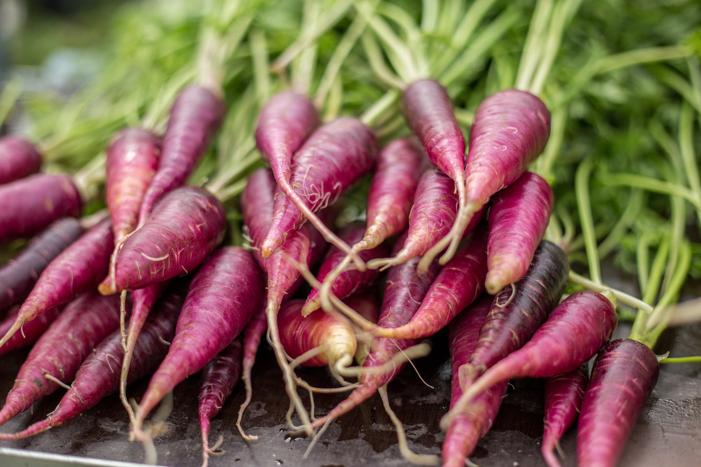 400 COSMIC PURPLE CARROT Daucus Carota Vegetable Seeds