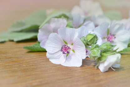 50 WHITE MARSH MALLOW Althaea Officinalis Flower Seeds