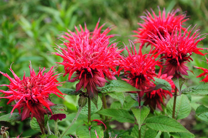 10 Panorama RED BEE BALM Monarda Didyma Oswego Tea Herb Flower Seeds