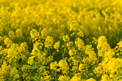 3000 Southern GIANT CURLED MUSTARD Ostrich Plume Brassica Juncea Vegetable Herb Seeds