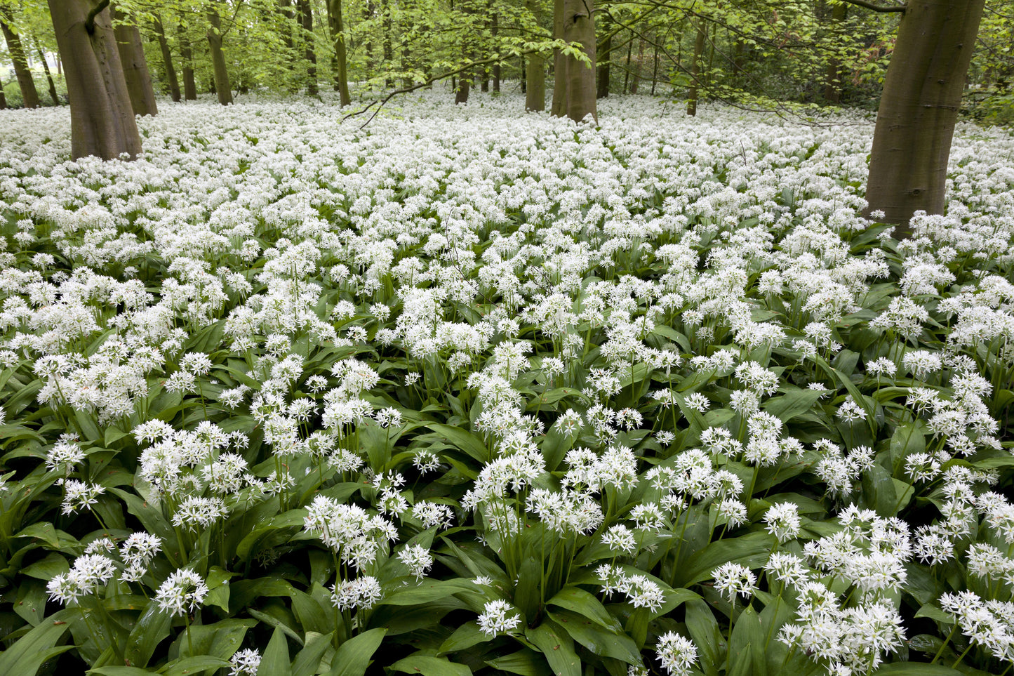 10 RAMSONS / WILD Bear GARLIC Allium Ursinum Vegetable Herb White Flower Seeds
