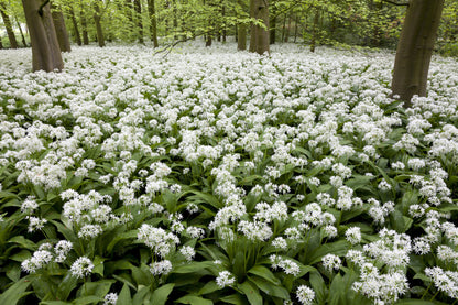 10 RAMSONS / WILD Bear GARLIC Allium Ursinum Vegetable Herb White Flower Seeds