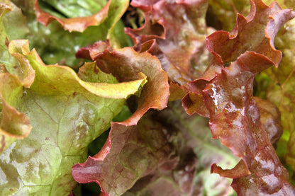 3000 PRIZEHEAD LETTUCE Loose Leaf Early Prize Head Red Lactuca Vegetable Seeds