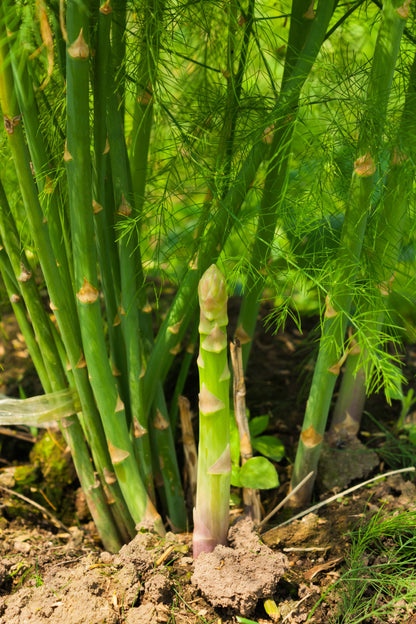 100 MARY WASHINGTON ASPARAGUS Officinalis Perennial Vegetable Seeds