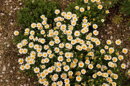 100 White DWARF CREEPING DAISY Chrysanthemum Paludosum Leucanthemum Flower Seeds