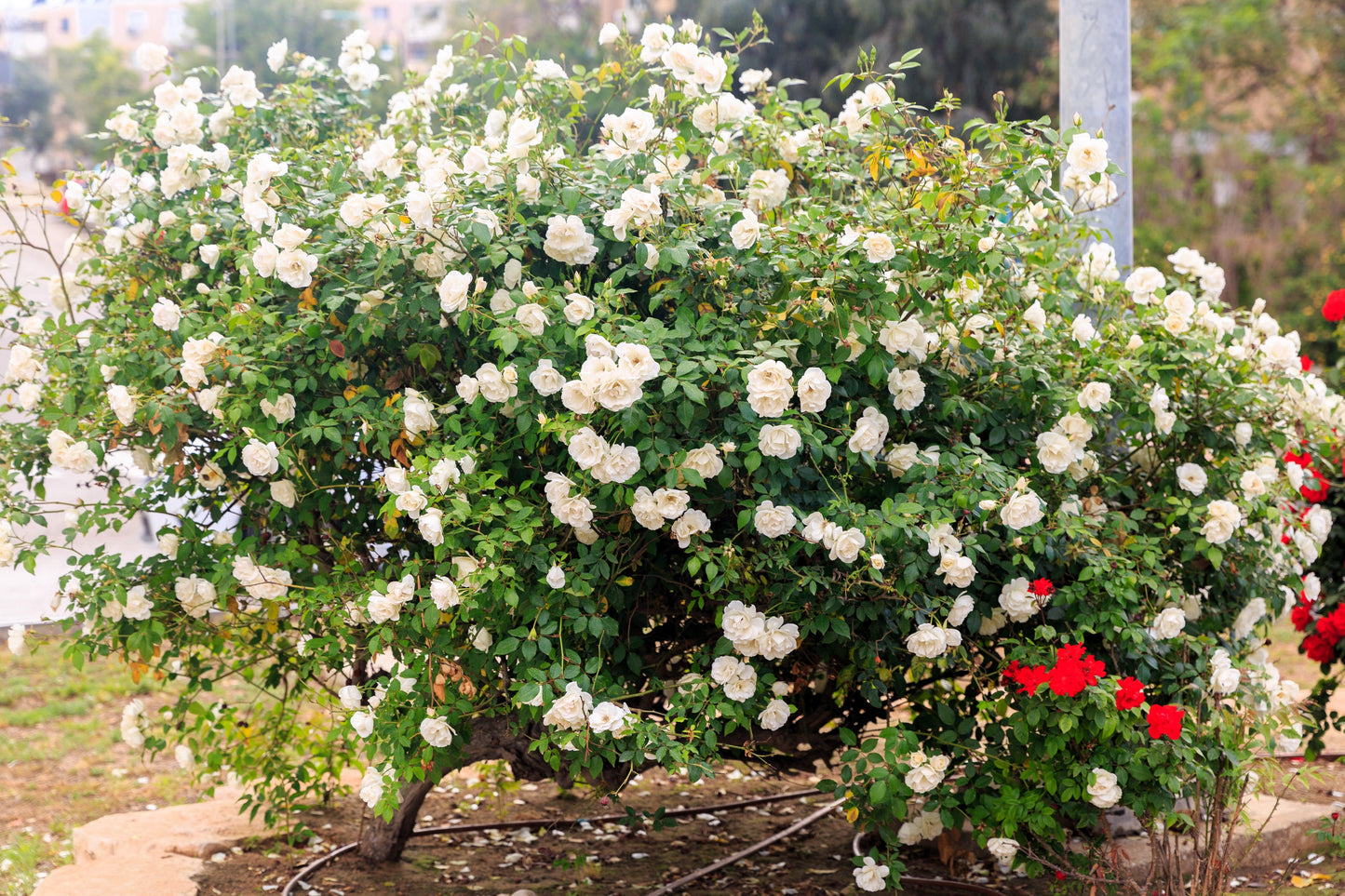 5 WHITE ROSE Rosa Bush Shrub Perennial Flower Seeds
