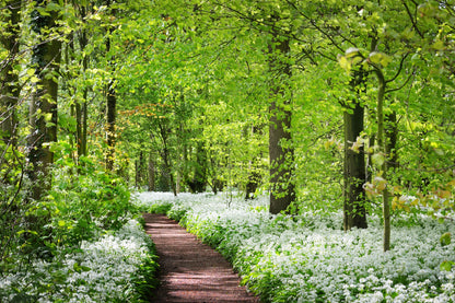 10 RAMSONS / WILD Bear GARLIC Allium Ursinum Vegetable Herb White Flower Seeds