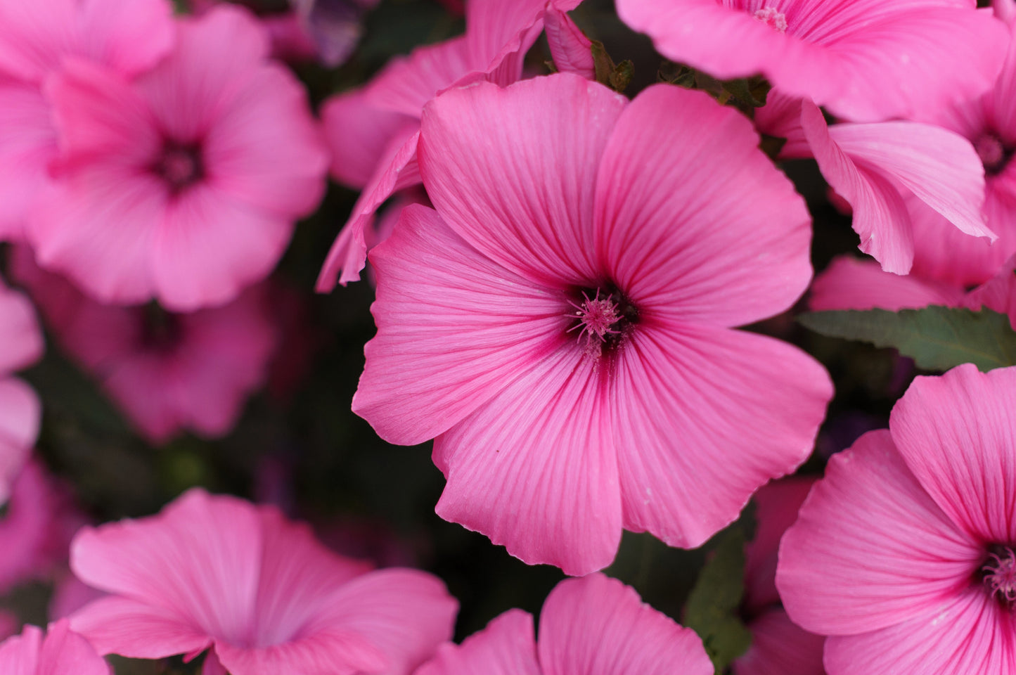 200 ROSE MALLOW MIX (Bush Mallow) Hibiscus Lavatera Trimestris Flower Seeds