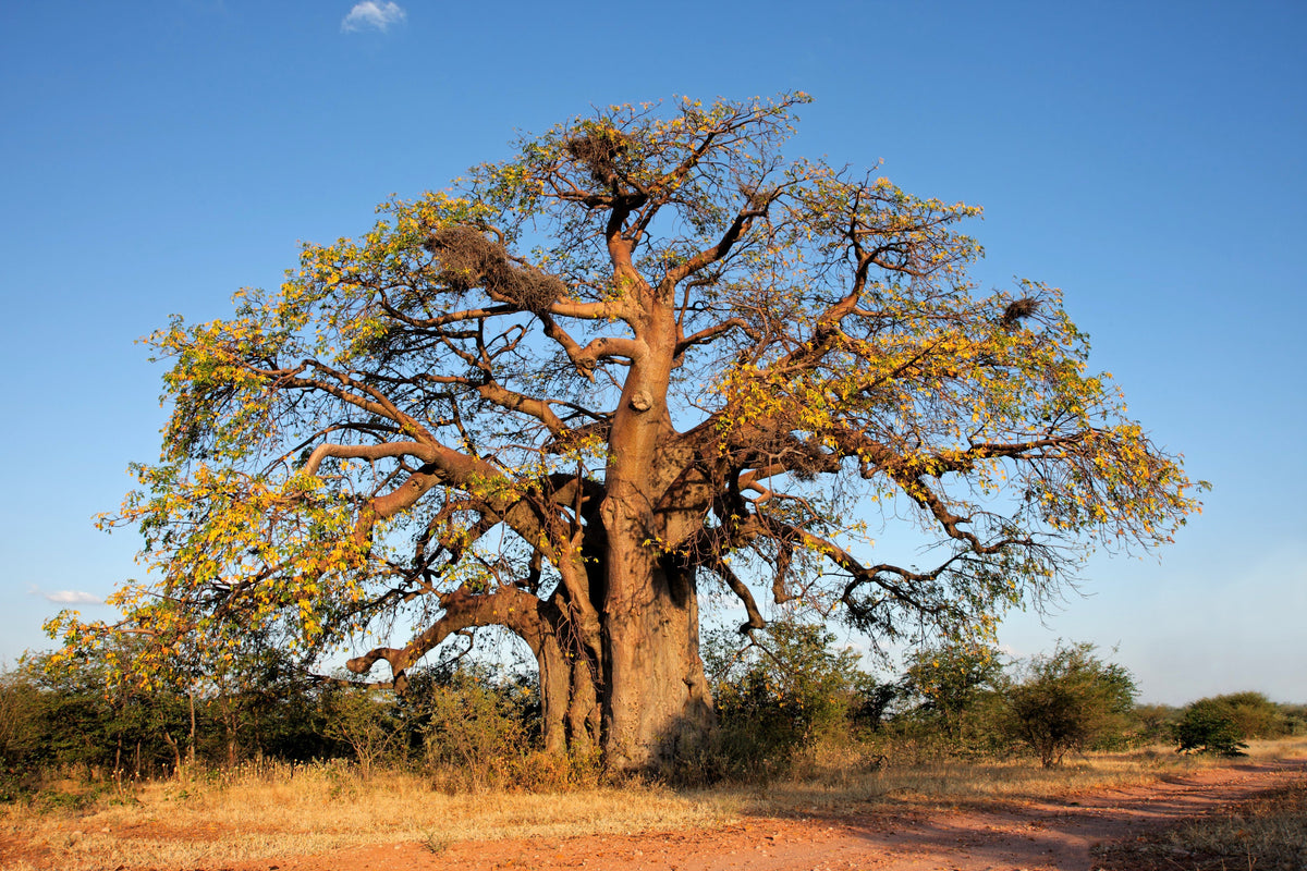 1000 BULK African BAOBAB TREE Adansonia Digitata Monkey Bread Judas Fruit Seeds