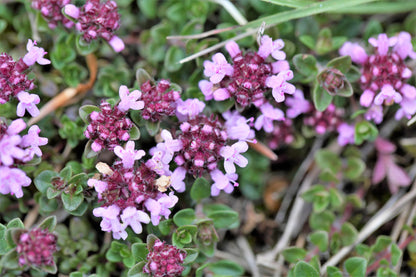 10,000 BULK LEMON THYME Thymus Pulegioides Herb Purple Flower Fragrant Evergreen Seeds