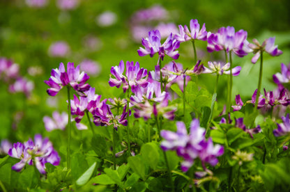 50 MILK VETCH Astragalus Sinicus Pink Purple Flower Ground Cover Legume Seeds